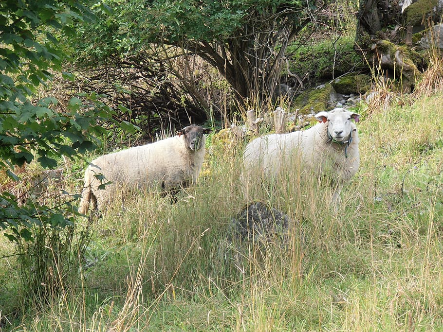 sheep, field, pasture, lamb, farm, ewe, domestic, flock, animal HD wallpaper