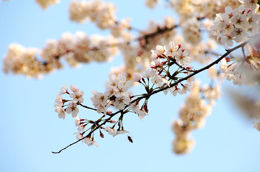 cherry wood, branch, tree, flower, fragility, flowering plant HD wallpaper