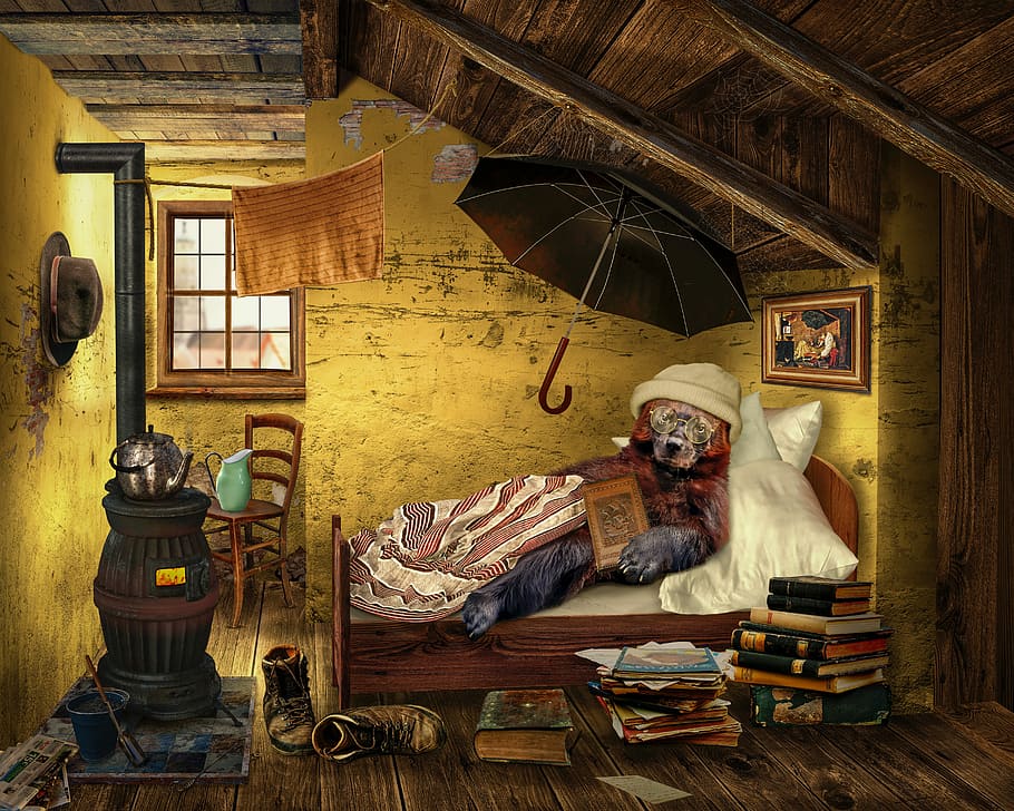 digital wallpaper of bear lying on bed, attic, room, read, education HD wallpaper