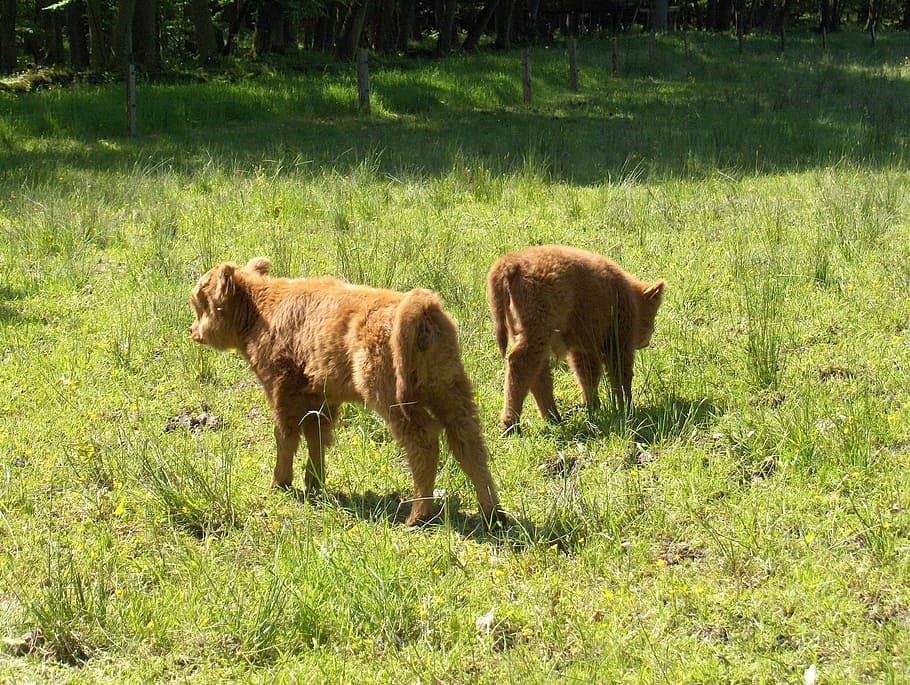Calves, Cow, Whey, Cows, Grass, Oxen, nature, animal themes HD wallpaper