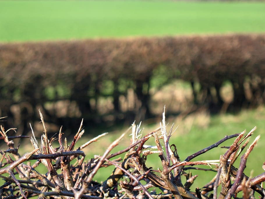 Hedge, Pasture, Grass, Bush, Fence, nature, agriculture, field HD wallpaper