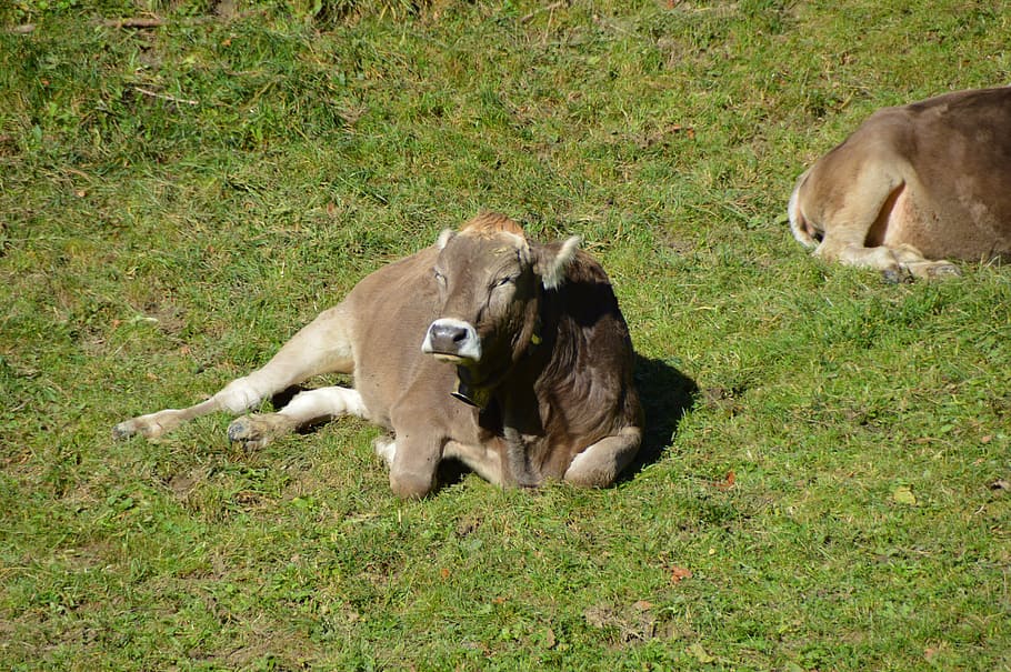 cow, beef, sun, pasture, animal themes, mammal, grass, group of animals HD wallpaper