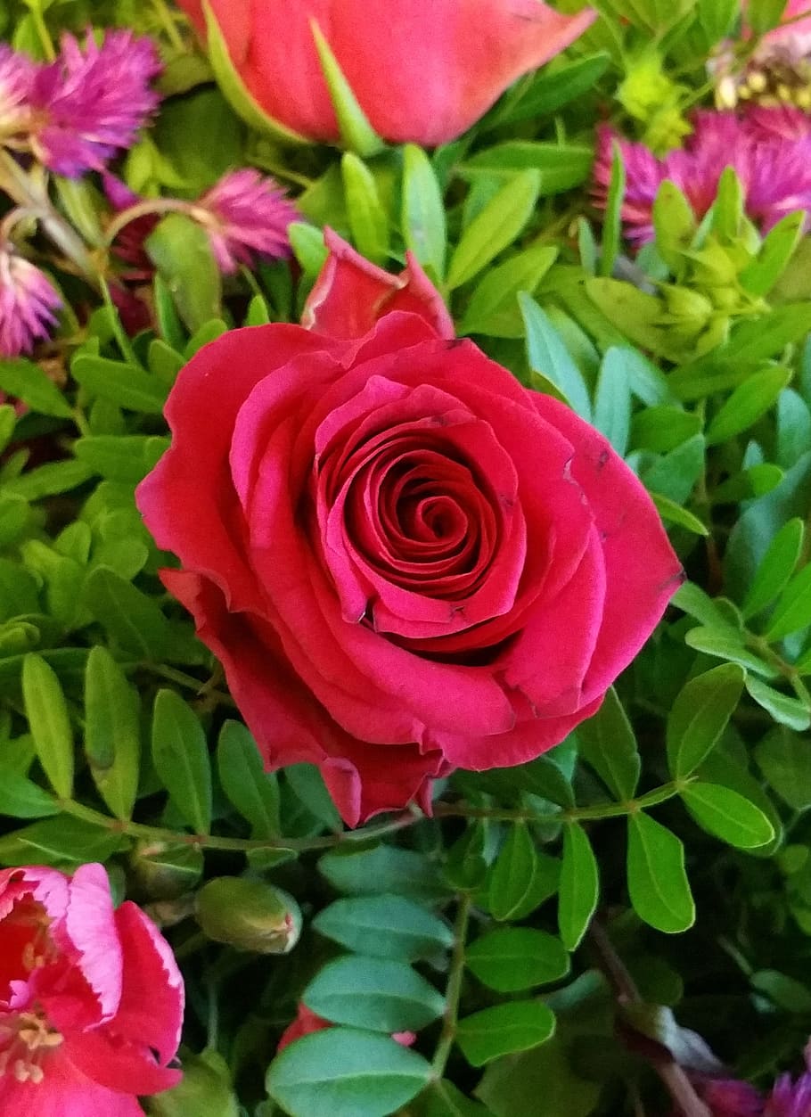 rose, red, red rose, blossom, bloom, flower, rose blooms, romantic HD wallpaper