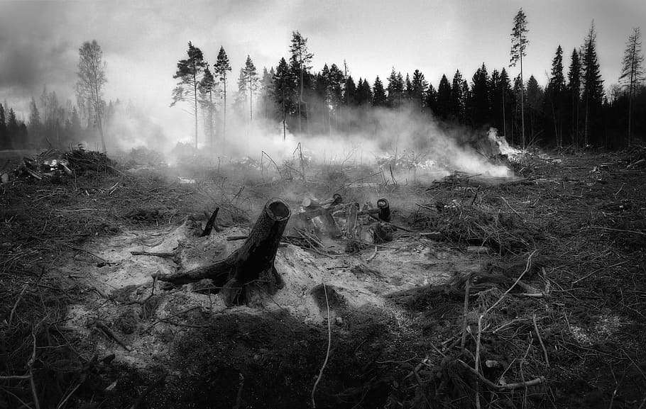 grayscale photography of forest battleground, Fire, Smoke, Tree, HD wallpaper