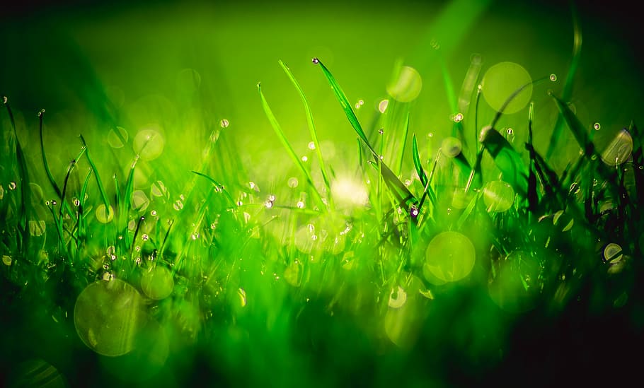 macro photography of green grass at daytime with water drops, HD wallpaper