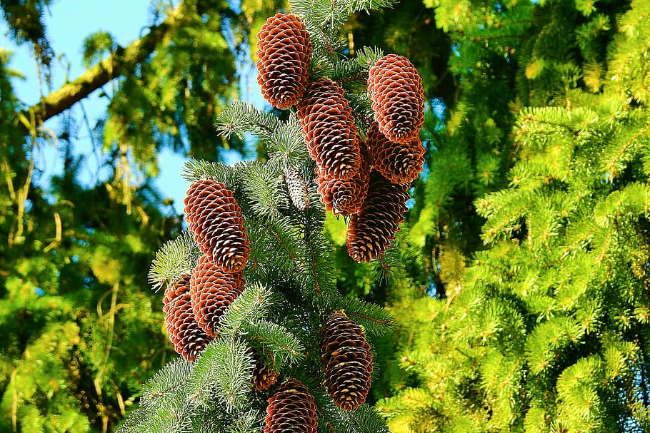 tree, nature, plant, cones, branch, growth, beauty in nature HD wallpaper