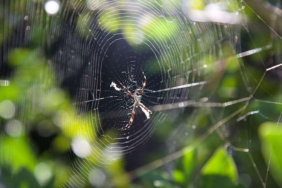 spider web, tree, animal themes, invertebrate, arachnid, animal wildlife HD wallpaper