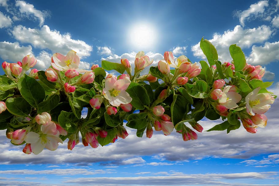 close-up photo of white and pink apple blossoms, spring, bloom HD wallpaper