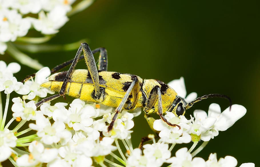 Beetle, Insects, Flower, Macro, one animal, animal wildlife HD wallpaper