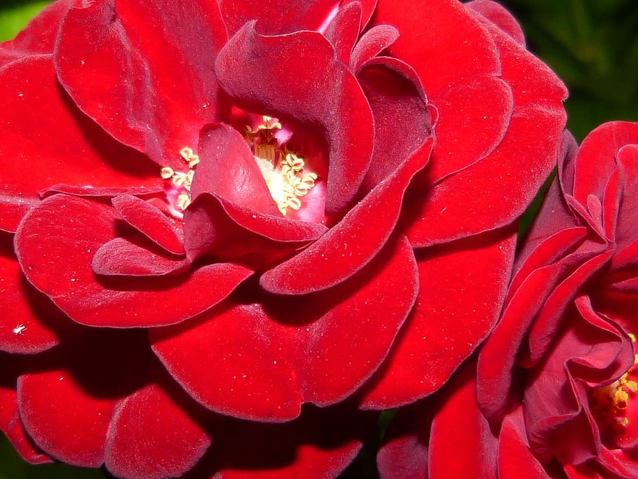 Roses, Red, Night, Lighting, Darkness, shadow, flower, blossom HD wallpaper