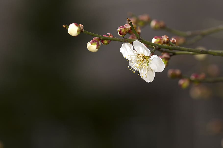 photo of white petaled flower, spring, plum, plants, flowers HD wallpaper