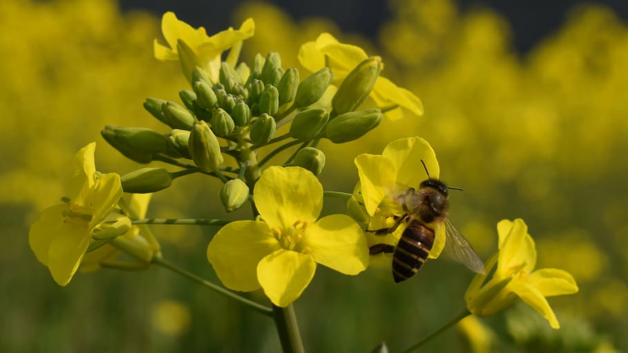 flower, spring, bee, flowering plant, animal themes, invertebrate HD wallpaper