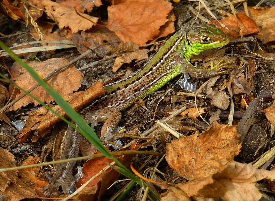 lizard, skinning, nature, leaf, grass, autumn, outdoors, no people HD wallpaper