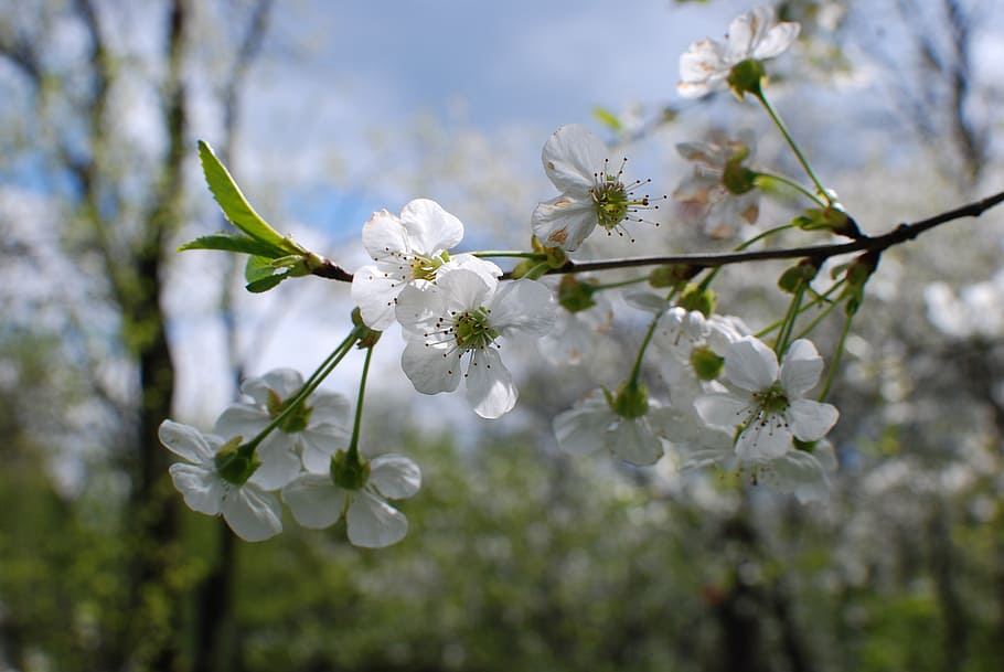 spring, water, flower, plant, flowering plant, fragility, freshness HD wallpaper