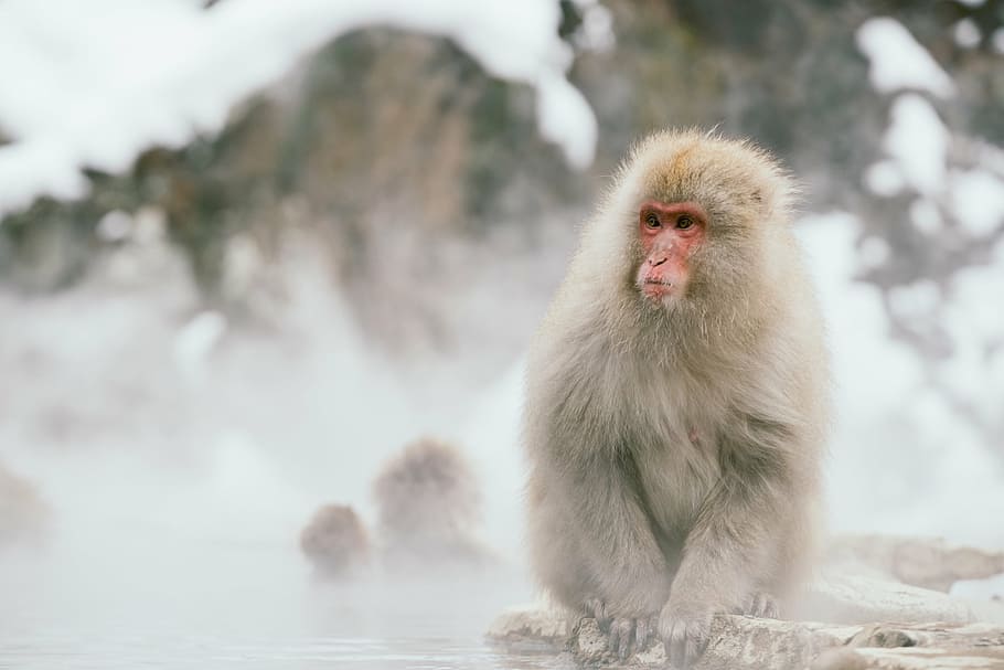 beige and brown monkey standing on rock near water cover with fog