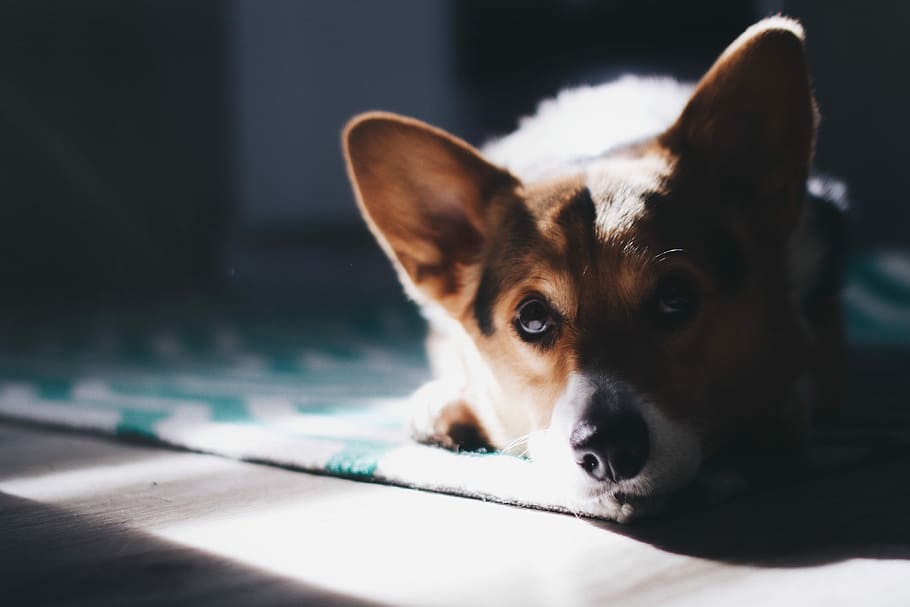 adult brown and white corgi on carpet, Pembroke welsh corgi puppy lying on floor close-up photography, HD wallpaper