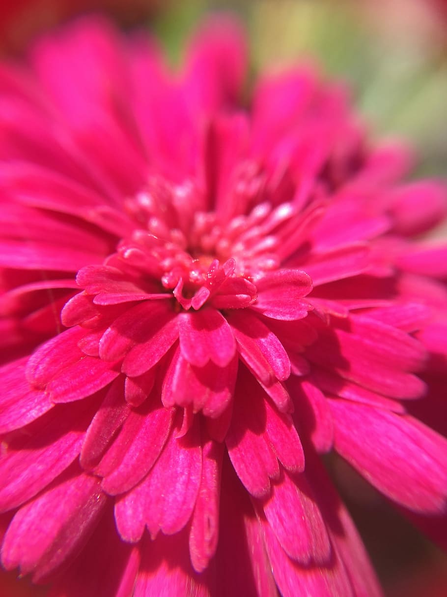 Flower, Blossom, Bloom, Close, Nature, garden, garden flower HD wallpaper