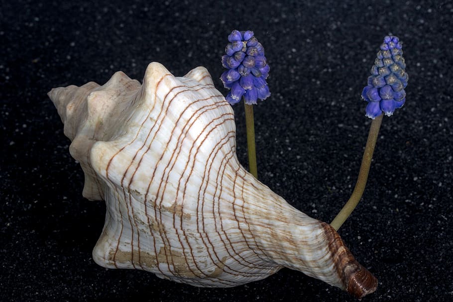 shell, flower, perlhyazinth, close, lava sand, one animal, animal themes HD wallpaper
