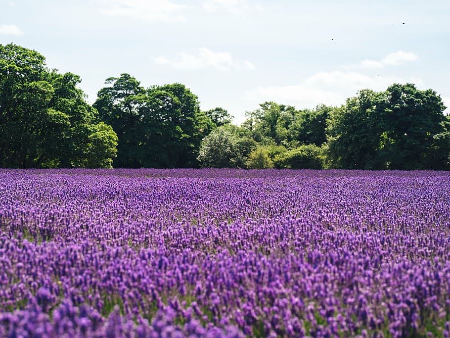 fields, flowers, lavender, nature, purple, trees, plant, growth HD wallpaper