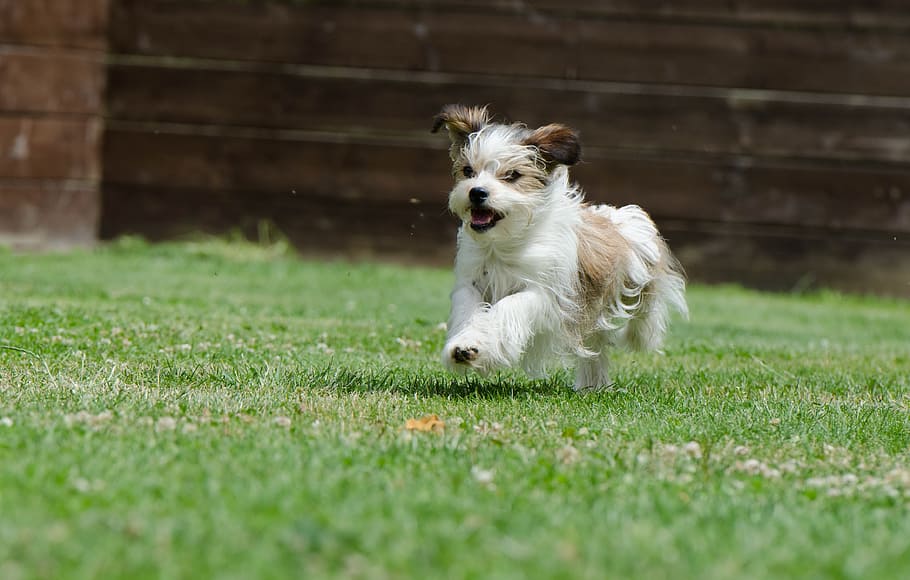 Hybrids, Small, Sweet, Dog, Pet, small dog, wuschelig, small hybrid HD wallpaper