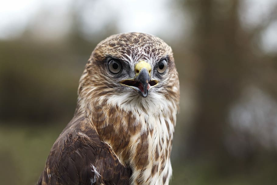 brown and white eagle, selective focus photo of brown and white owl HD wallpaper