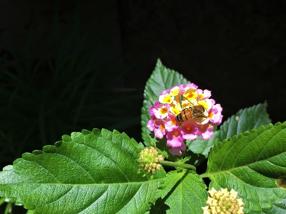 macro, bee, flower, green, colorful, wild, nature, plant, summer HD wallpaper