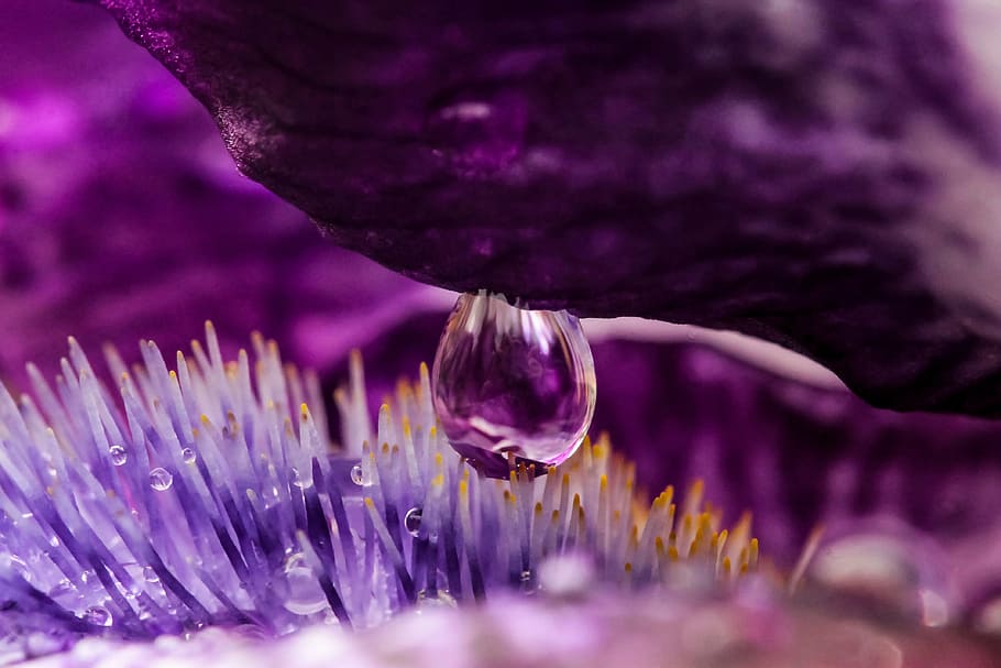 close-up photo of flower pollen, drop, just add water, dew-drop, HD wallpaper