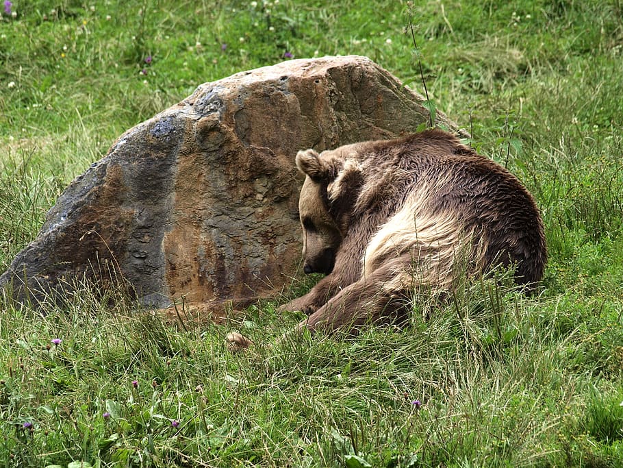 bear, brown, predator, teddy, zoo, animal, mammal, fur, dangerous HD wallpaper