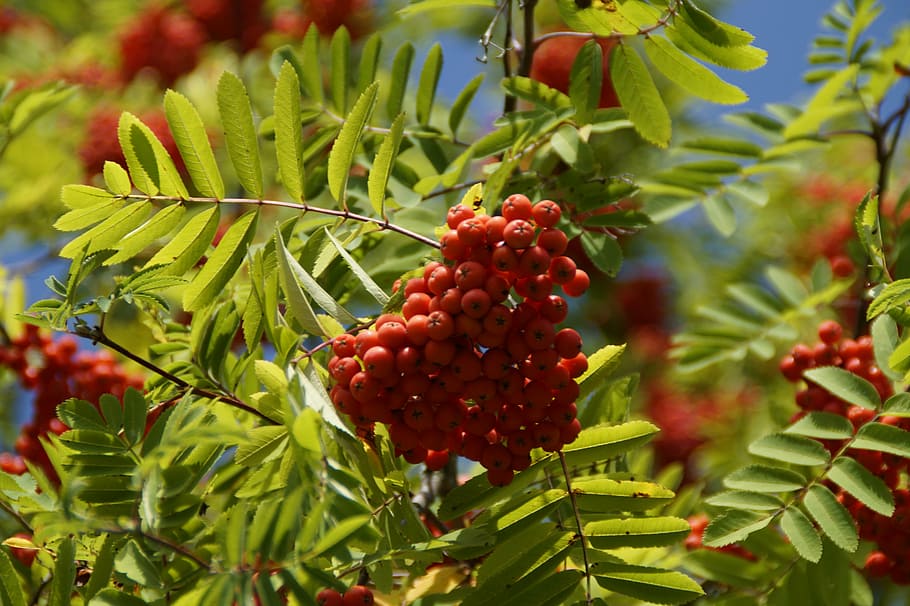 mountain ash, berries, rowan, red, fruits, tree, deciduous tree