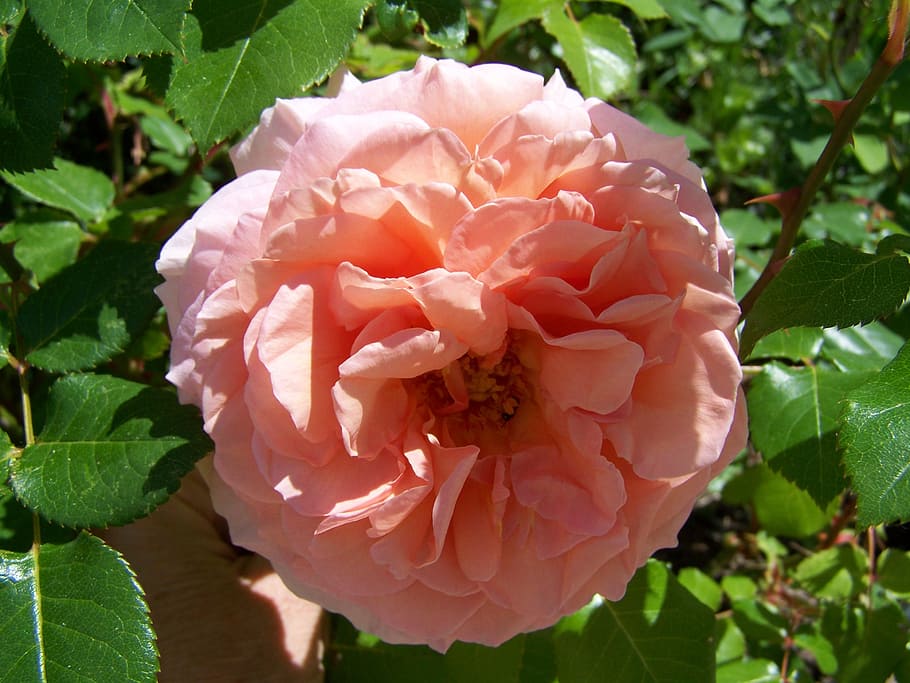 rose, pink, garden, plant, flowering plant, petal, vulnerability HD wallpaper