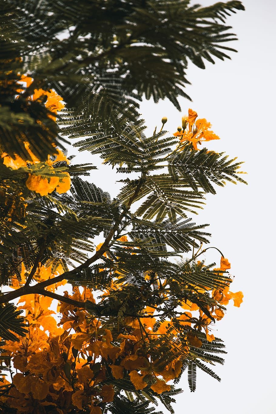 orange petaled tree, yellow petaled flowers at daytime, leaf HD wallpaper