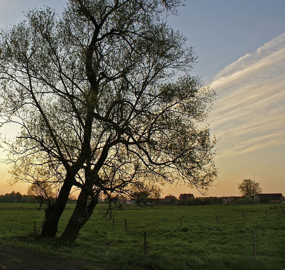 tree, village, meadows, view, poland, landscape, clouds, evening sky HD wallpaper