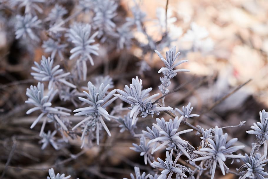 white leaf plants, macro shot photo of white flowers, pine, nature HD wallpaper