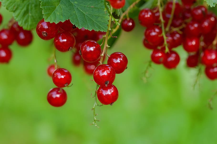 red fruits, currant, red currant, soft fruit, berries, garden, HD wallpaper