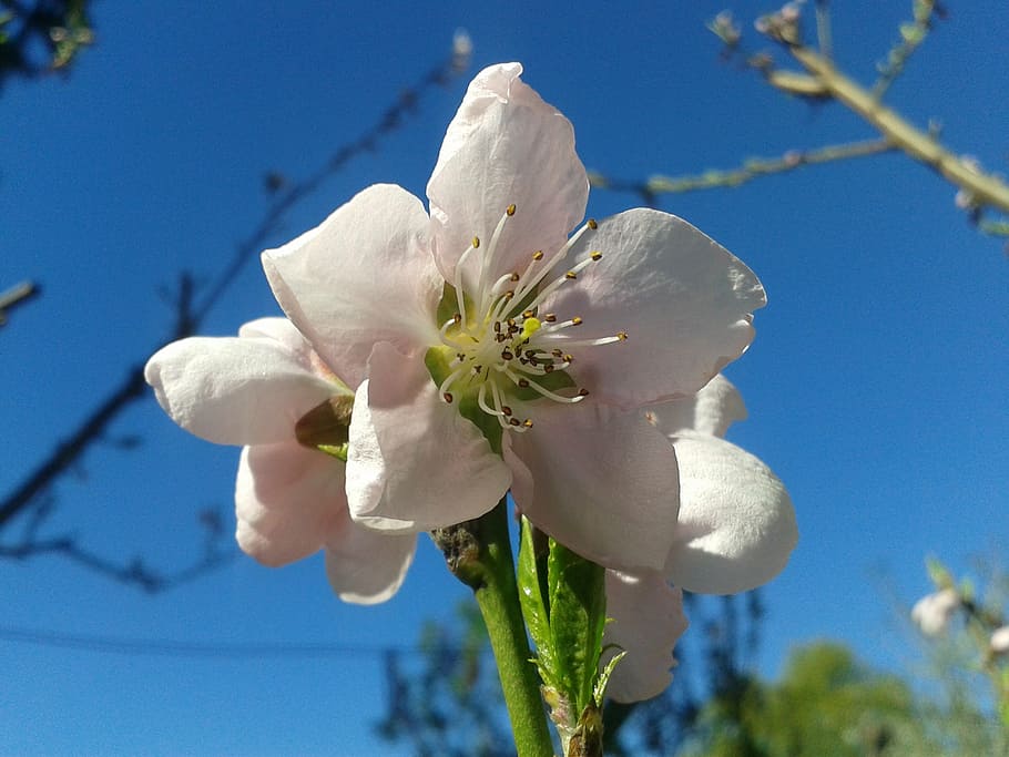 peach, color, spring, sky, blue, pink, flower, flowering plant HD wallpaper