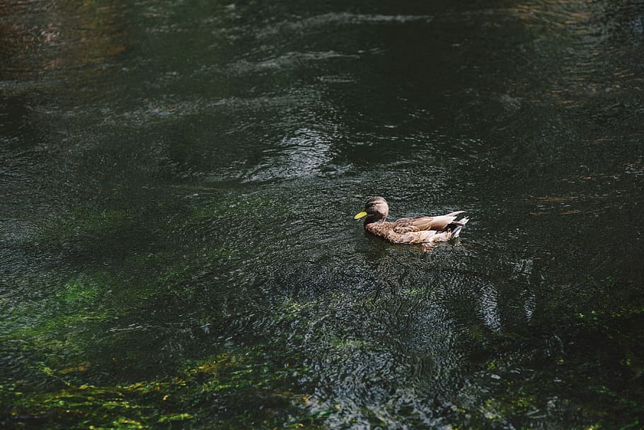 River, water, river current, nature, lake, swimming Animal, bird HD wallpaper