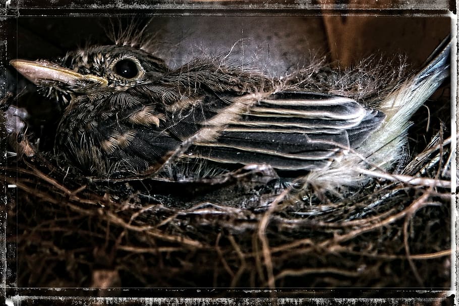 bird, nesting, sparrow, nature, animal, wildlife, macro, close-up HD wallpaper