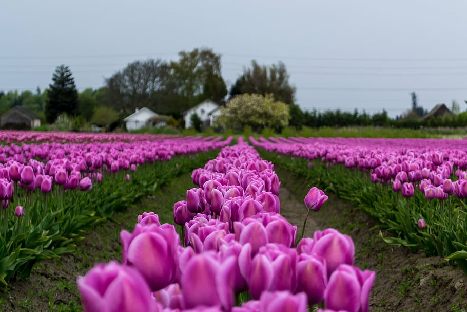 bloom, blossom, field, flora, flowers, landscape, leaves, plants HD wallpaper