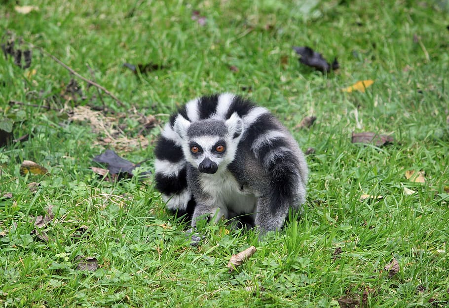 lemur, black, white, animal, fur, cute, primate, nature, wildlife HD wallpaper