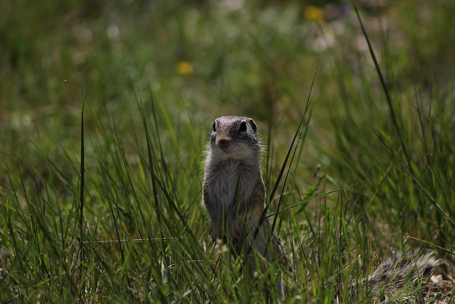 chipmunk, animal, wild, wildlife, rodent, nature, cute, fluffy HD wallpaper