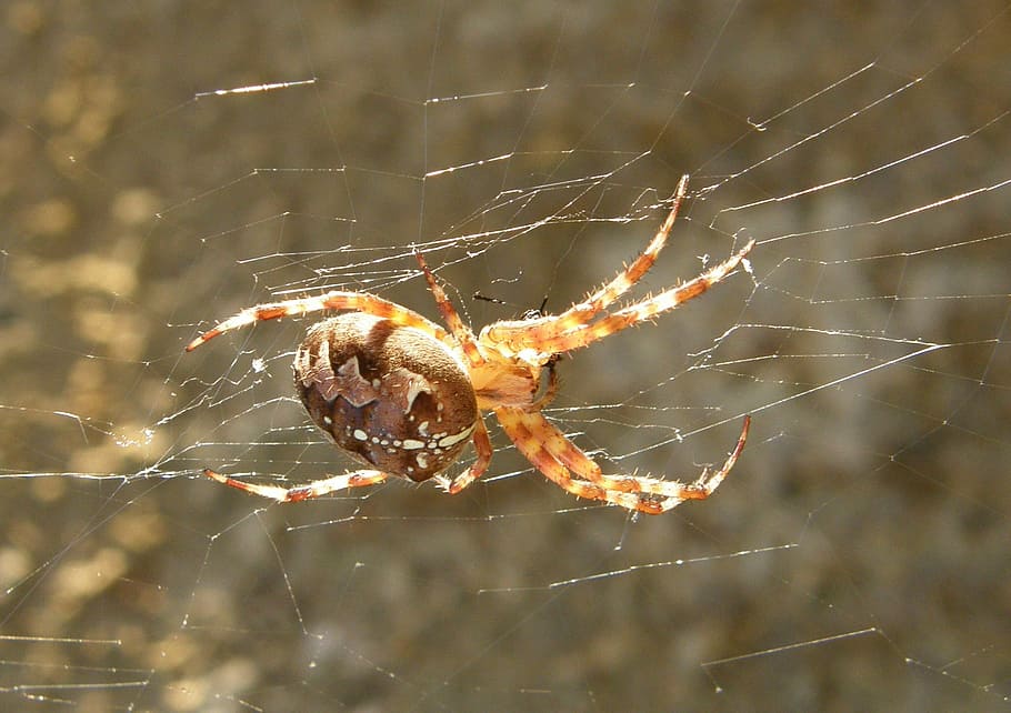 spider, cobweb, close, nature, animal, animal themes, spider web HD wallpaper