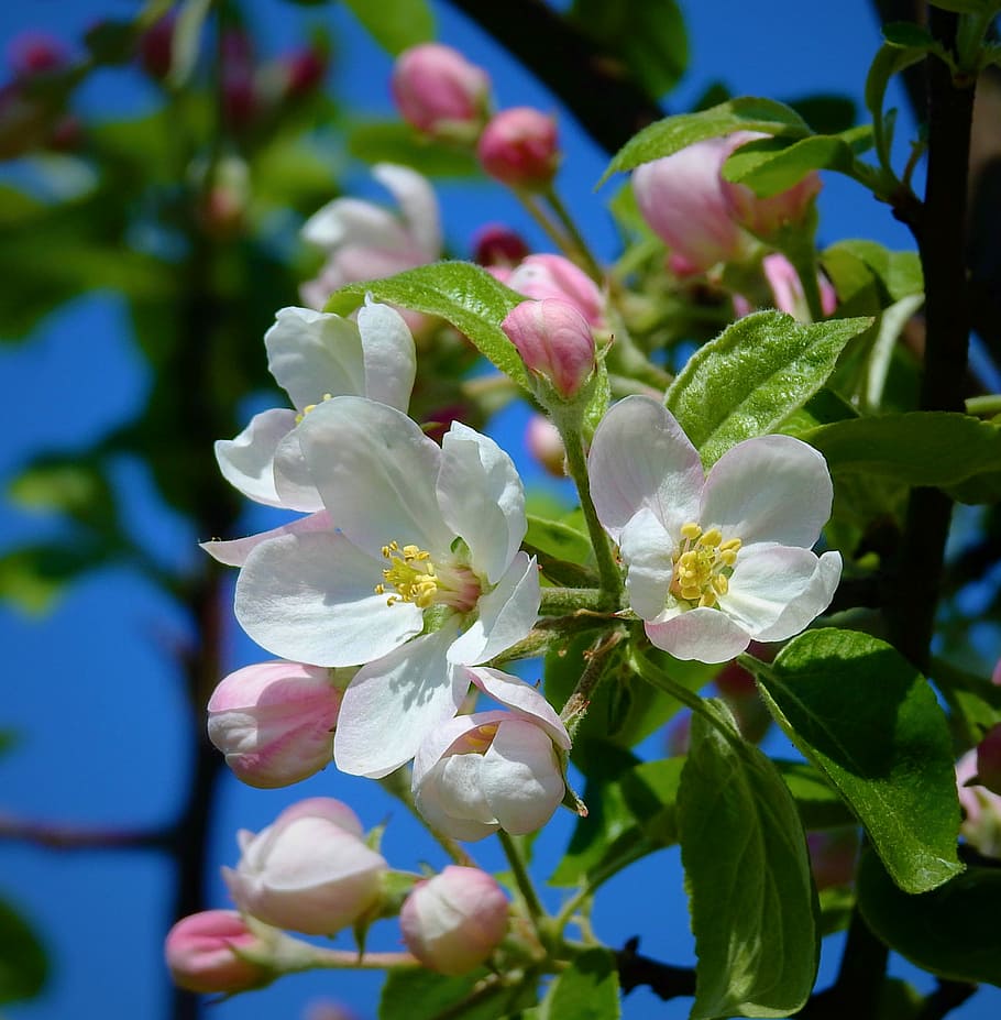 apple flower, blooming, spring, flowering plant, beauty in nature HD wallpaper