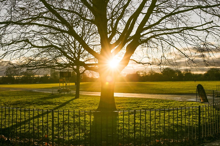 Park Fence Tree Sunset, nature, outdoors, sunlight, grass, green Color HD wallpaper