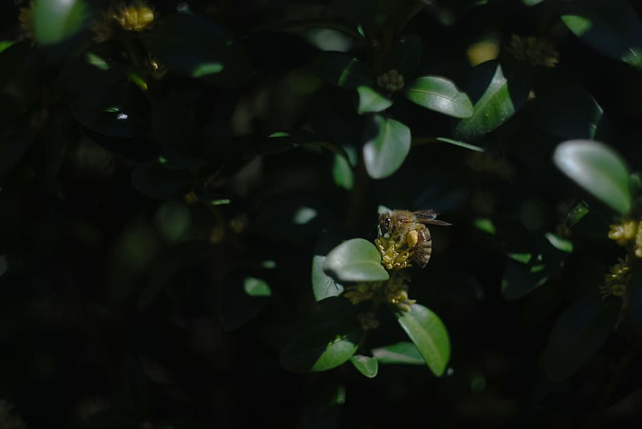 selective focus photography of bee on leaf, honeybee perched on green leaf HD wallpaper