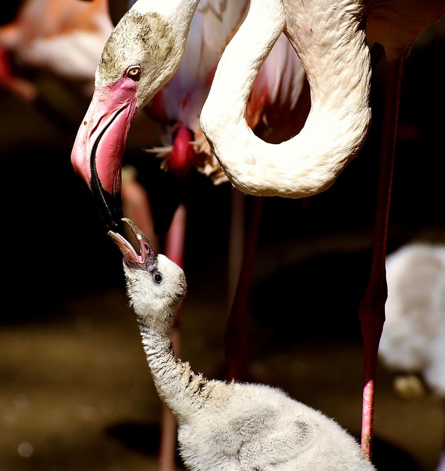 shallow focus photography of two white flamingos, Chicks, Cute HD wallpaper