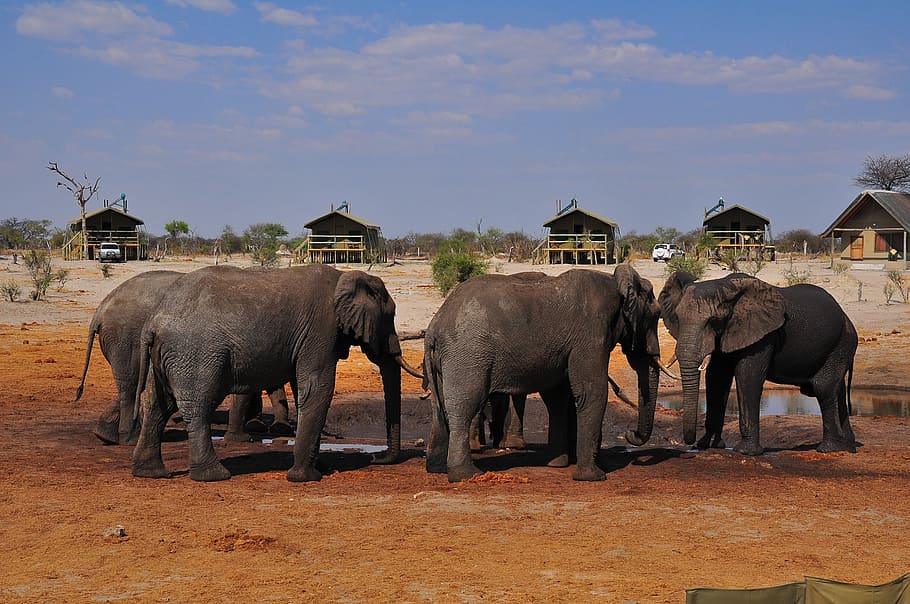 elephant, mammal, travel, wildlife, safari, animal, outdoors, HD wallpaper
