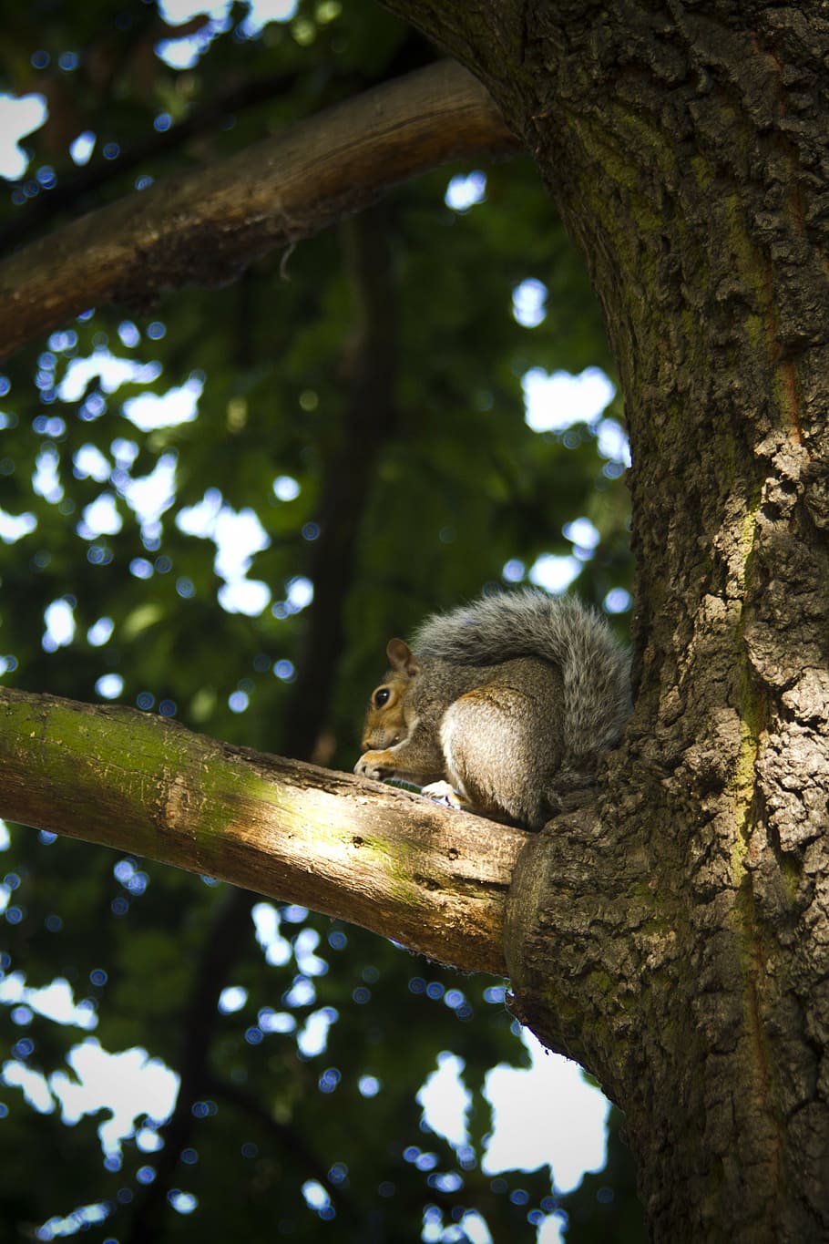 squirrel, animal, autumn, nut, tree, flowers, grey, eating HD wallpaper