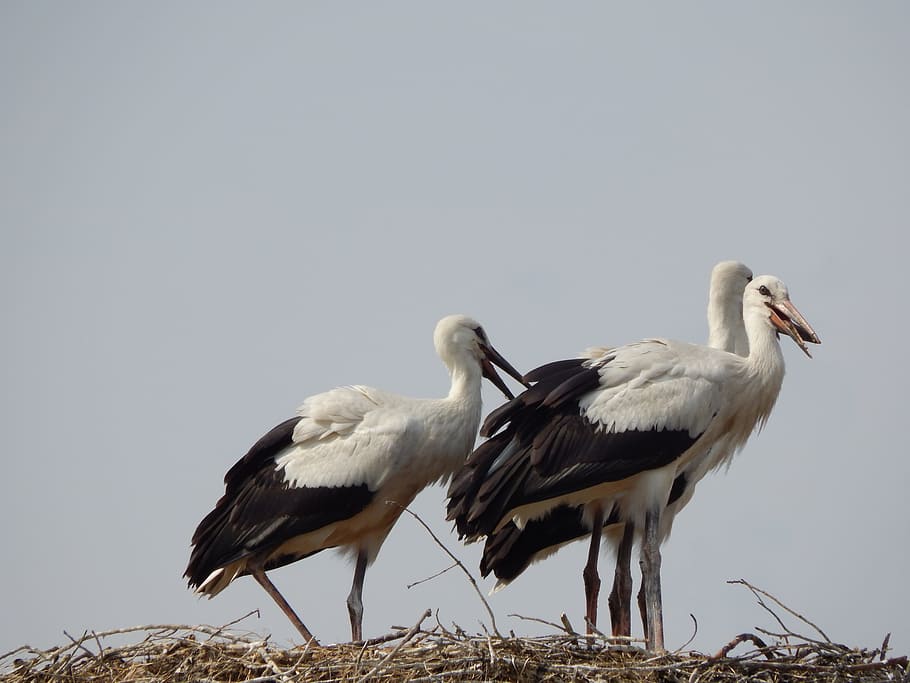 Storks, Birds, Socket, young, animal, nature, wildlife, white Stork HD wallpaper