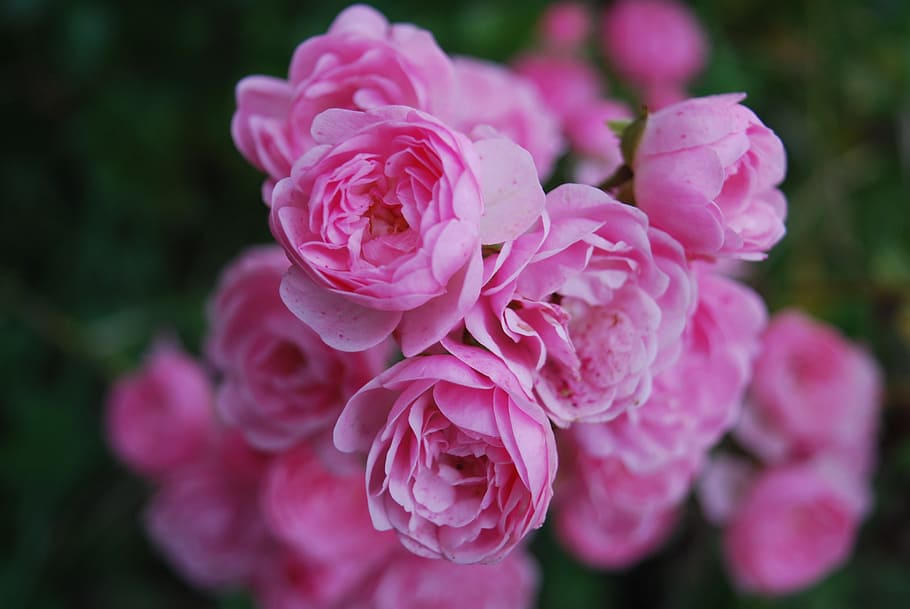 flower, picture, purple, flowering plant, pink color, beauty in nature HD wallpaper