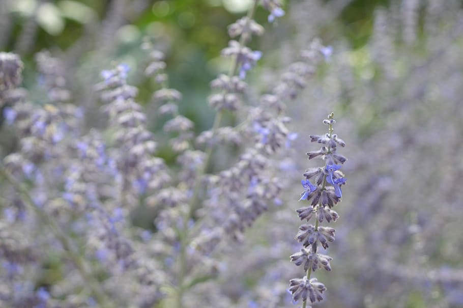 Lavender, Flower, Wild, Violet, Summer, purple flower, nature HD wallpaper